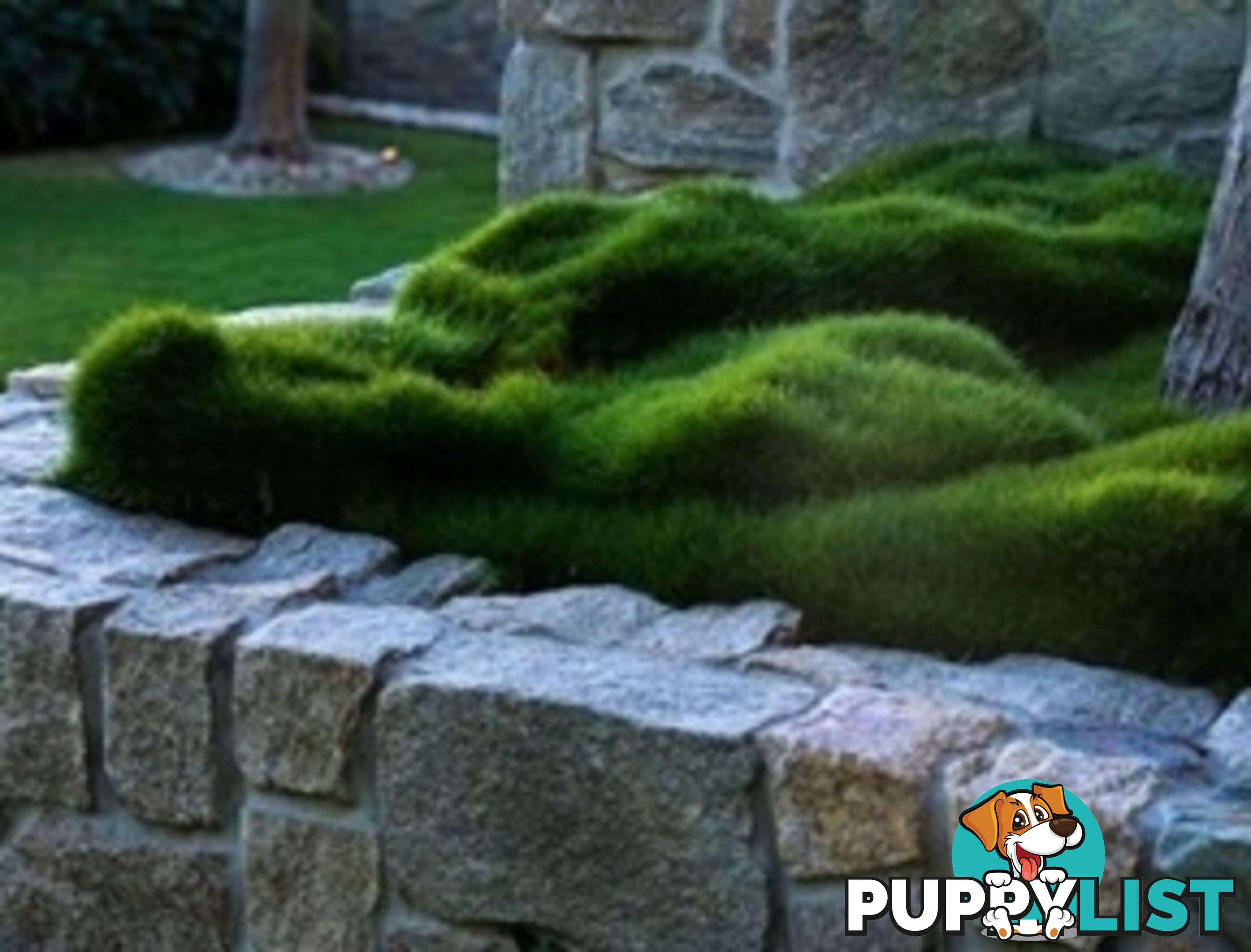 No Mow Grass Trays (Zoysia Tenuifolia Free Delivery $49.00 per Tray