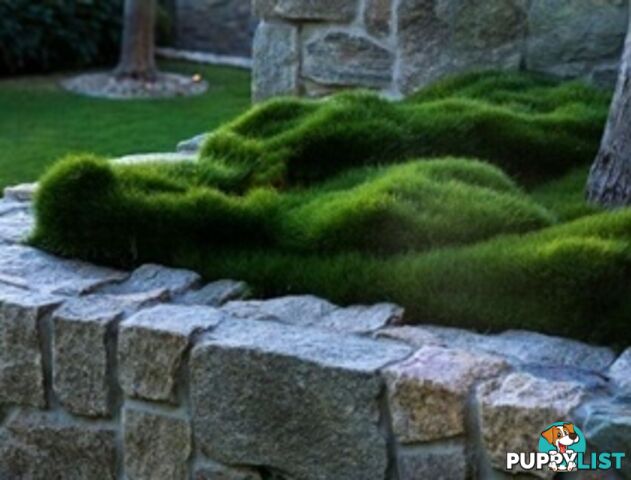 No Mow Grass Trays (Zoysia Tenuifolia Free Delivery $49.00 per Tray
