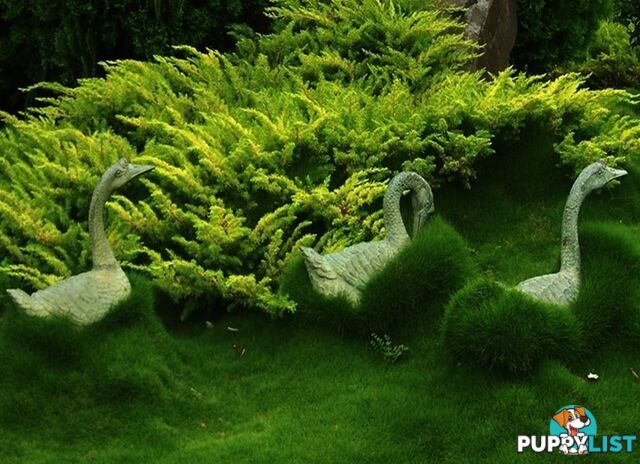 No Mow Grass Trays (Zoysia Tenuifolia Free Delivery $49.00 per Tray