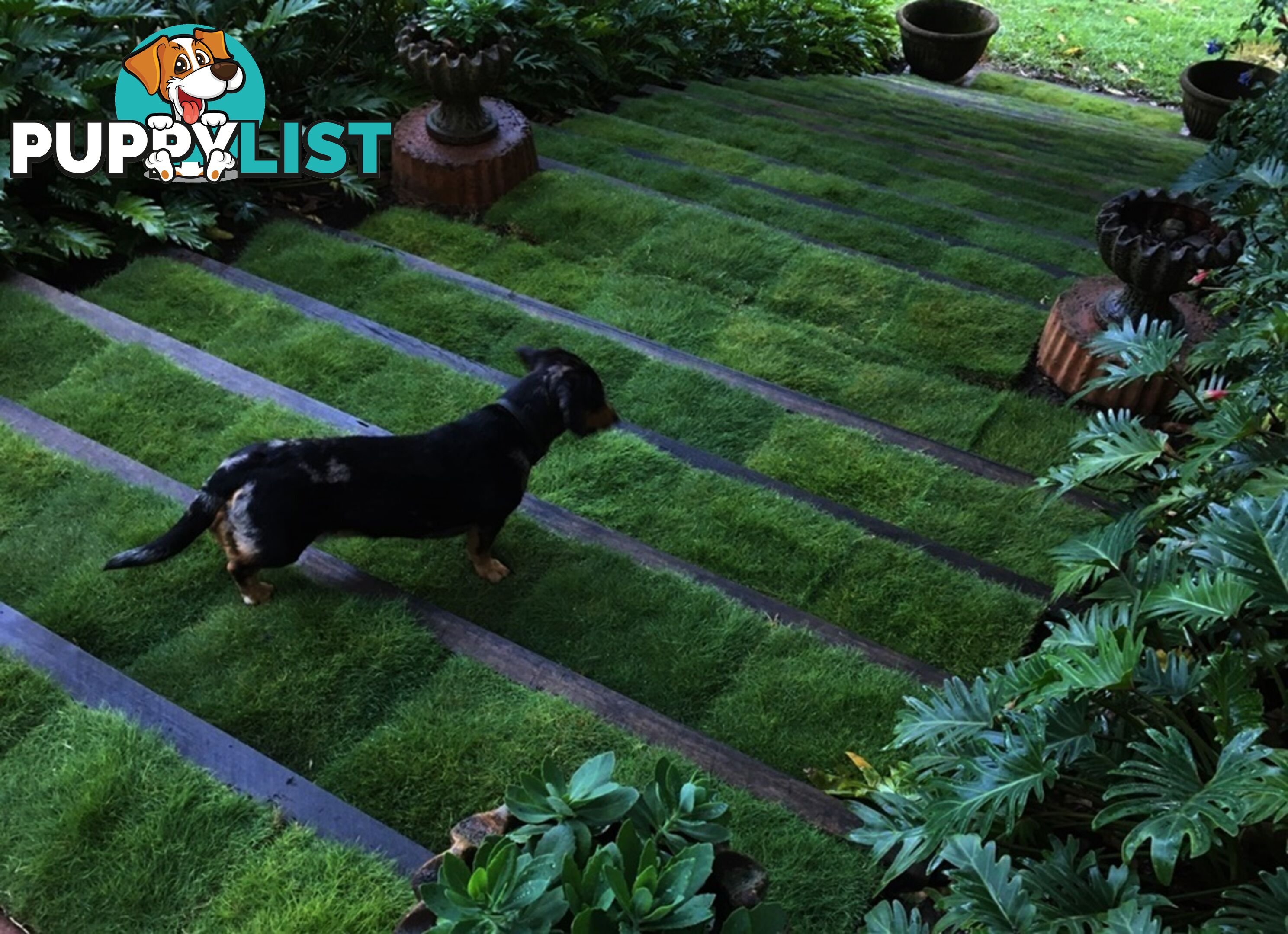No Mow Grass Trays (Zoysia Tenuifolia Free Delivery $49.00 per Tray