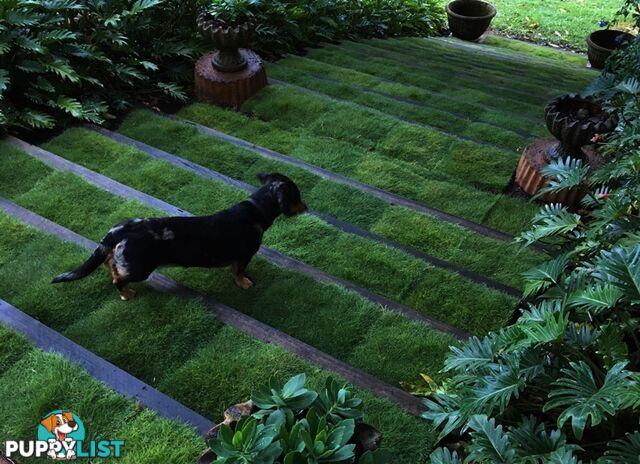 No Mow Grass Trays (Zoysia Tenuifolia Free Delivery $49.00 per Tray