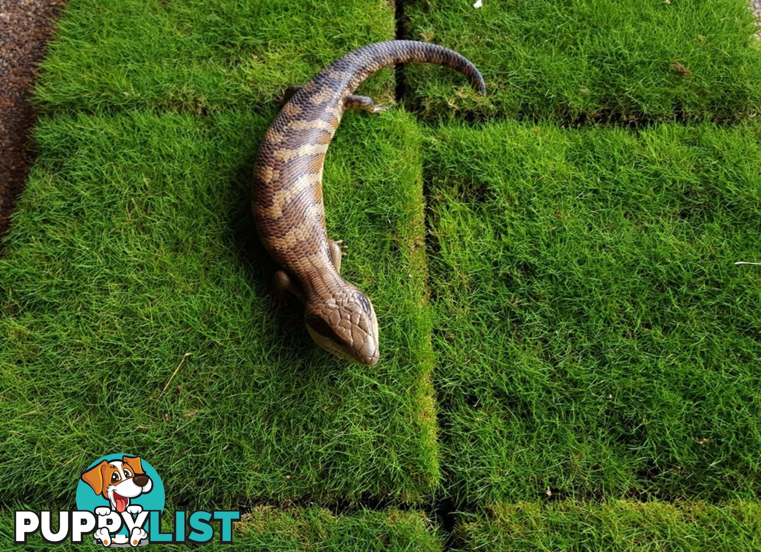 No Mow Grass Trays (Zoysia Tenuifolia Free Delivery $49.00 per Tray