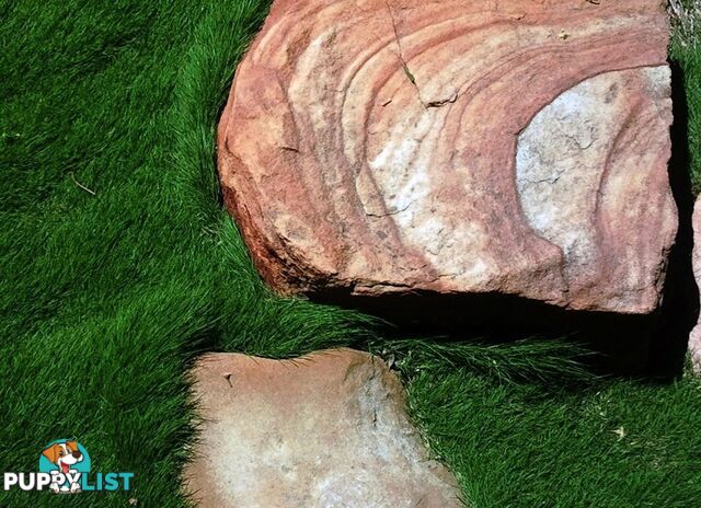 No Mow Grass Trays (Zoysia Tenuifolia Free Delivery $49.00 per Tray