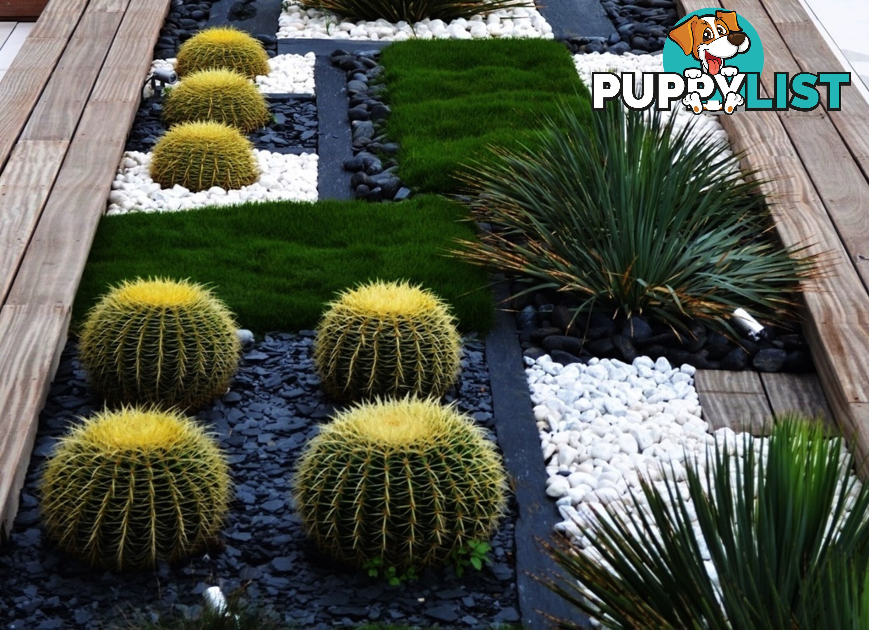 No Mow Grass Trays (Zoysia Tenuifolia Free Delivery $49.00 per Tray