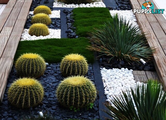 No Mow Grass Trays (Zoysia Tenuifolia Free Delivery $49.00 per Tray