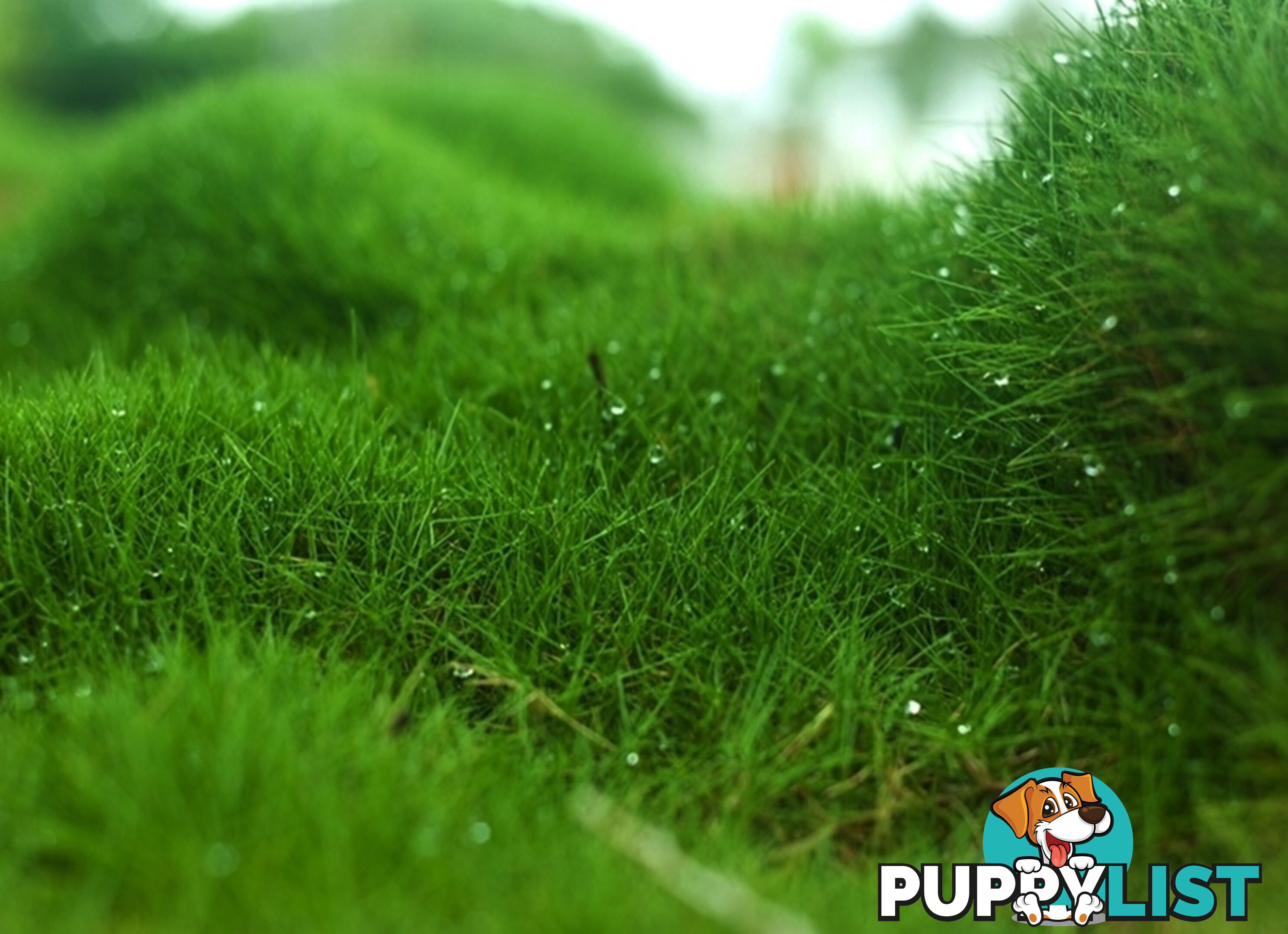 No Mow Grass Trays (Zoysia Tenuifolia Free Delivery $49.00 per Tray