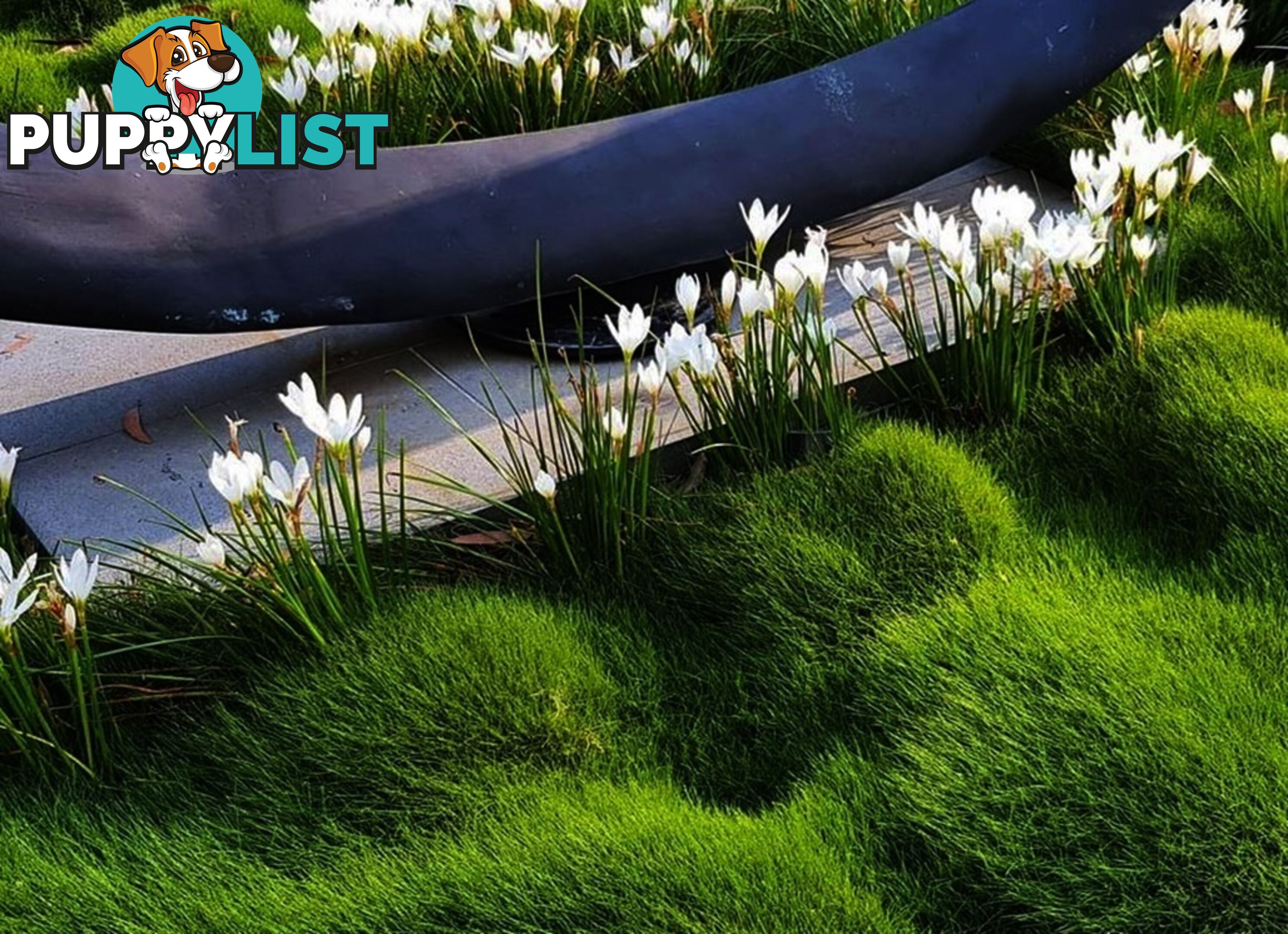 No Mow Grass Trays (Zoysia Tenuifolia Free Delivery $49.00 per Tray