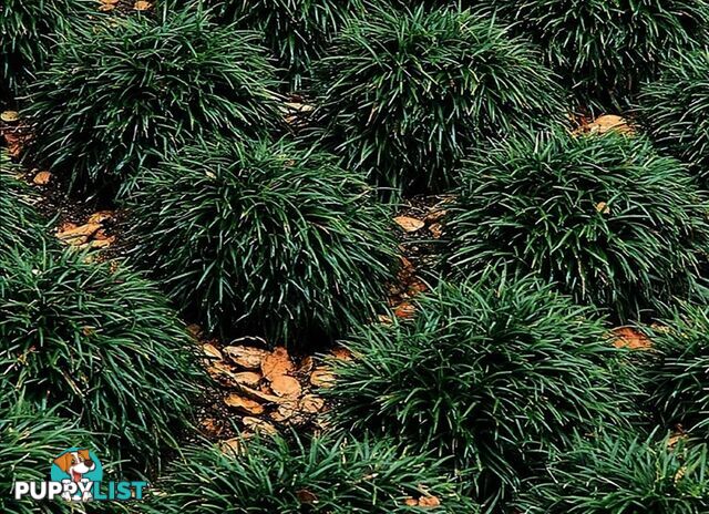 Dwarf (Mini) Mondo Grass - 100 Plants for $80.00 Delivered Free Australia Wide