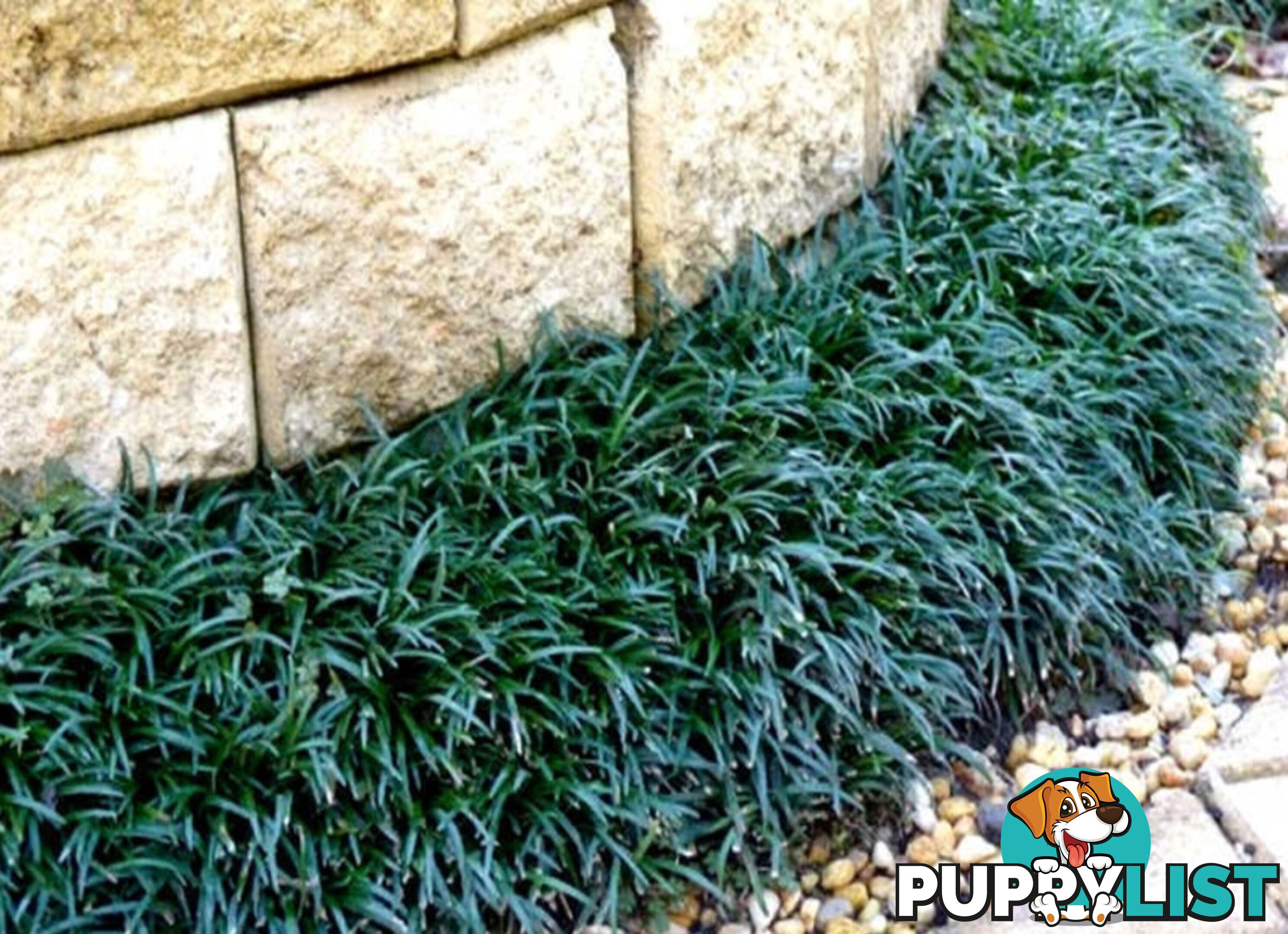 Dwarf (Mini) Mondo Grass - 100 Plants for $80.00 Delivered Free Australia Wide