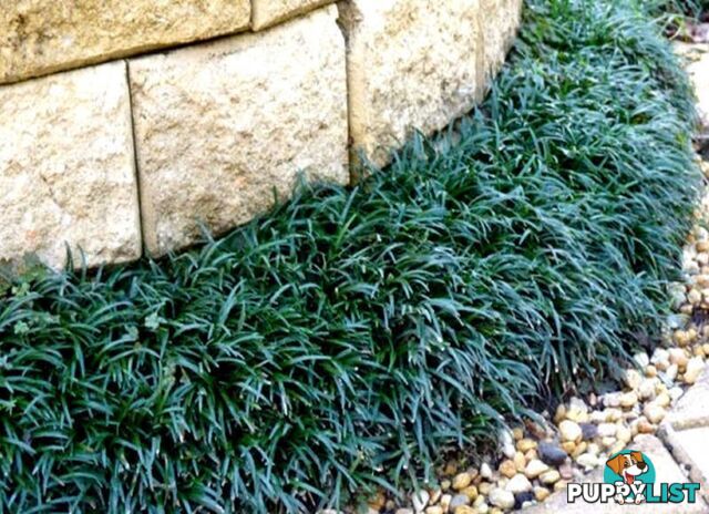 Dwarf (Mini) Mondo Grass - 100 Plants for $80.00 Delivered Free Australia Wide