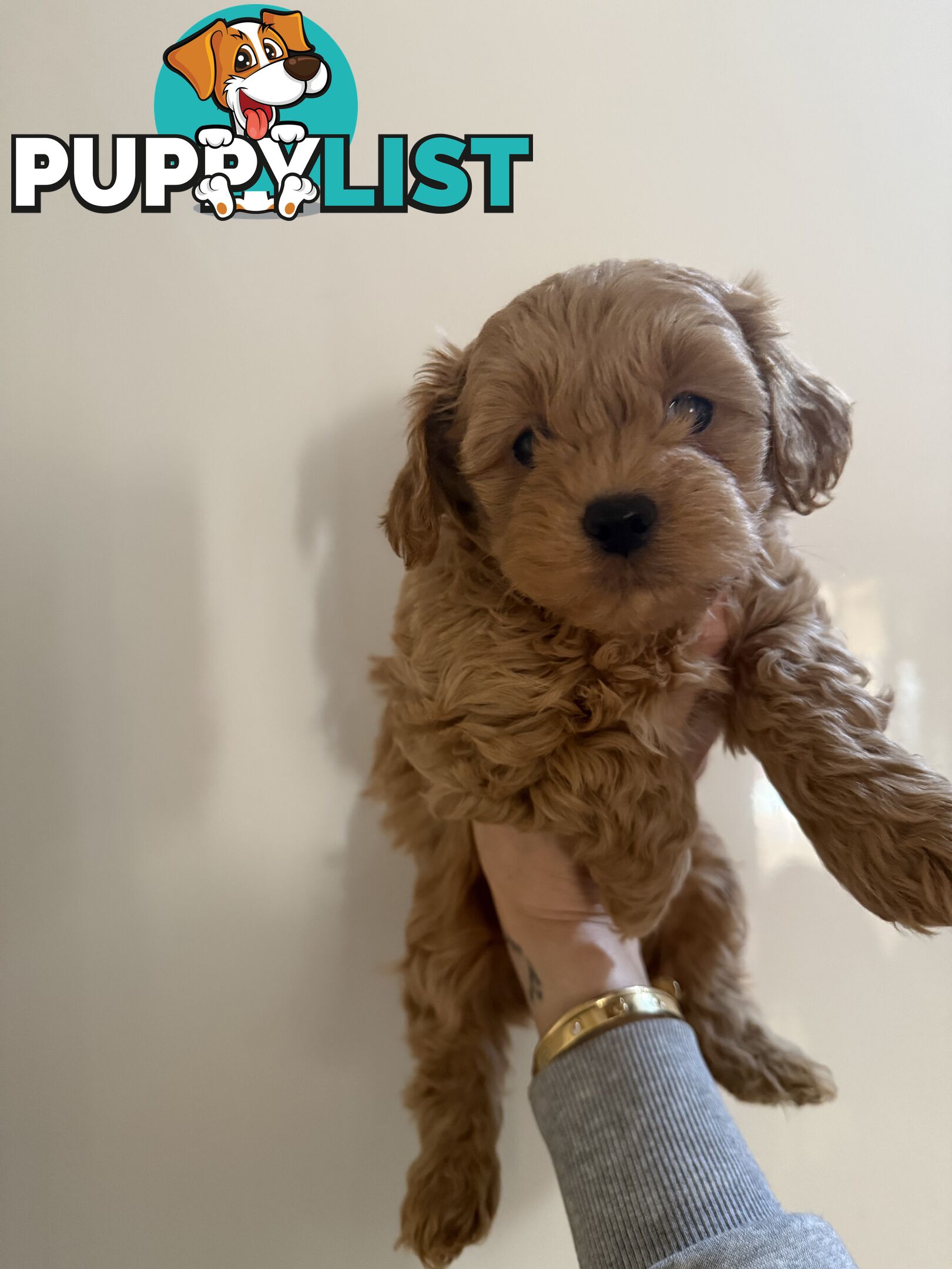 🚨🚨🚨🚨Poodle puppy 🚨🚨🚨🚨