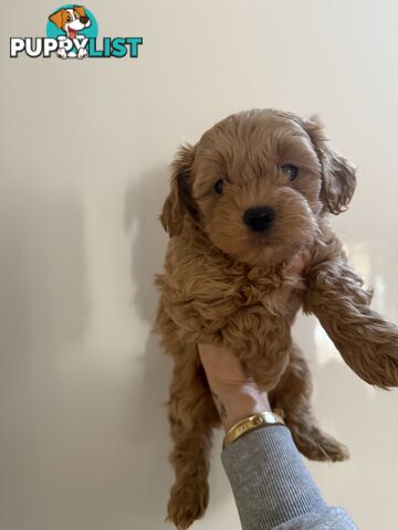 🚨🚨🚨🚨Poodle puppy 🚨🚨🚨🚨