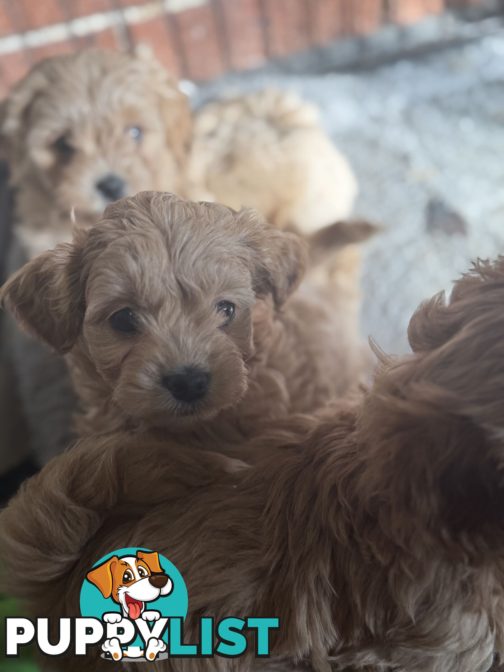 🚨🚨🚨🚨Poodle puppy 🚨🚨🚨🚨