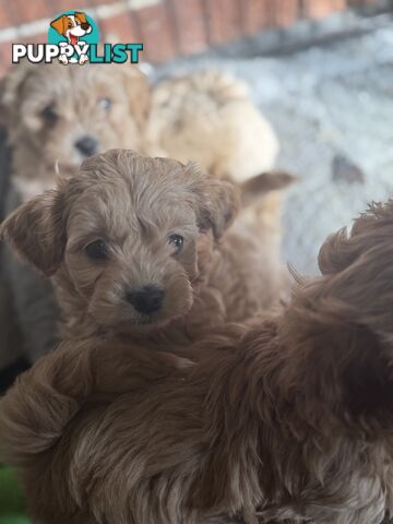 🚨🚨🚨🚨Poodle puppy 🚨🚨🚨🚨