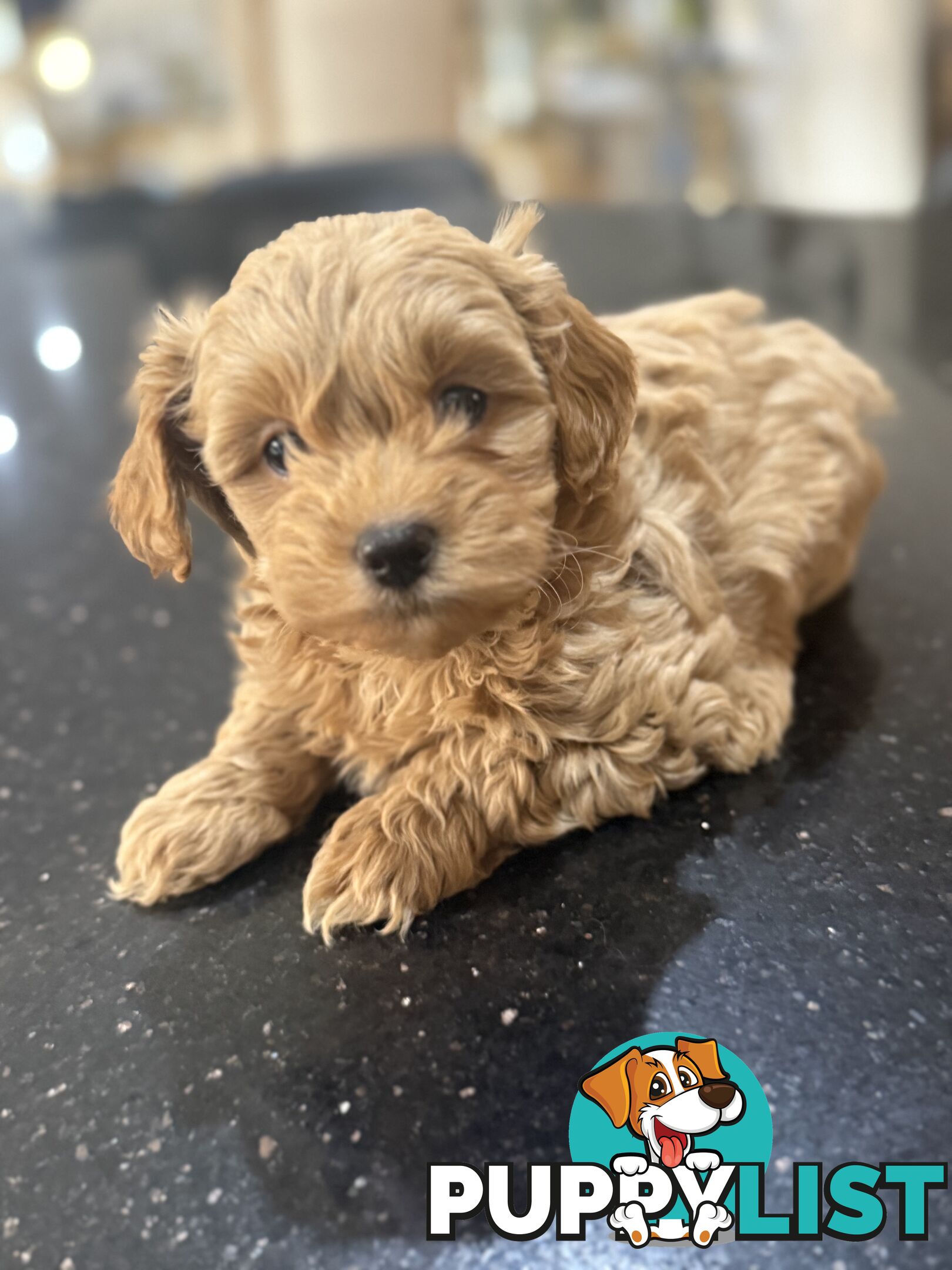 🚨🚨🚨🚨Poodle puppy 🚨🚨🚨🚨