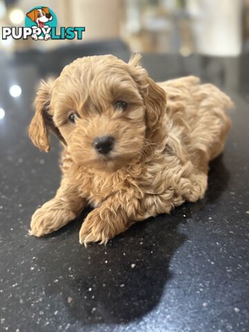 🚨🚨🚨🚨Poodle puppy 🚨🚨🚨🚨