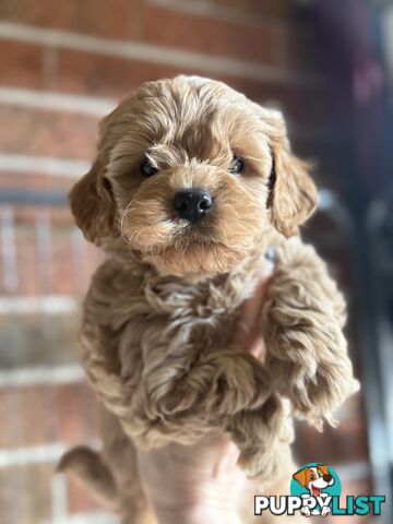 🚨🚨🚨🚨Poodle puppy 🚨🚨🚨🚨