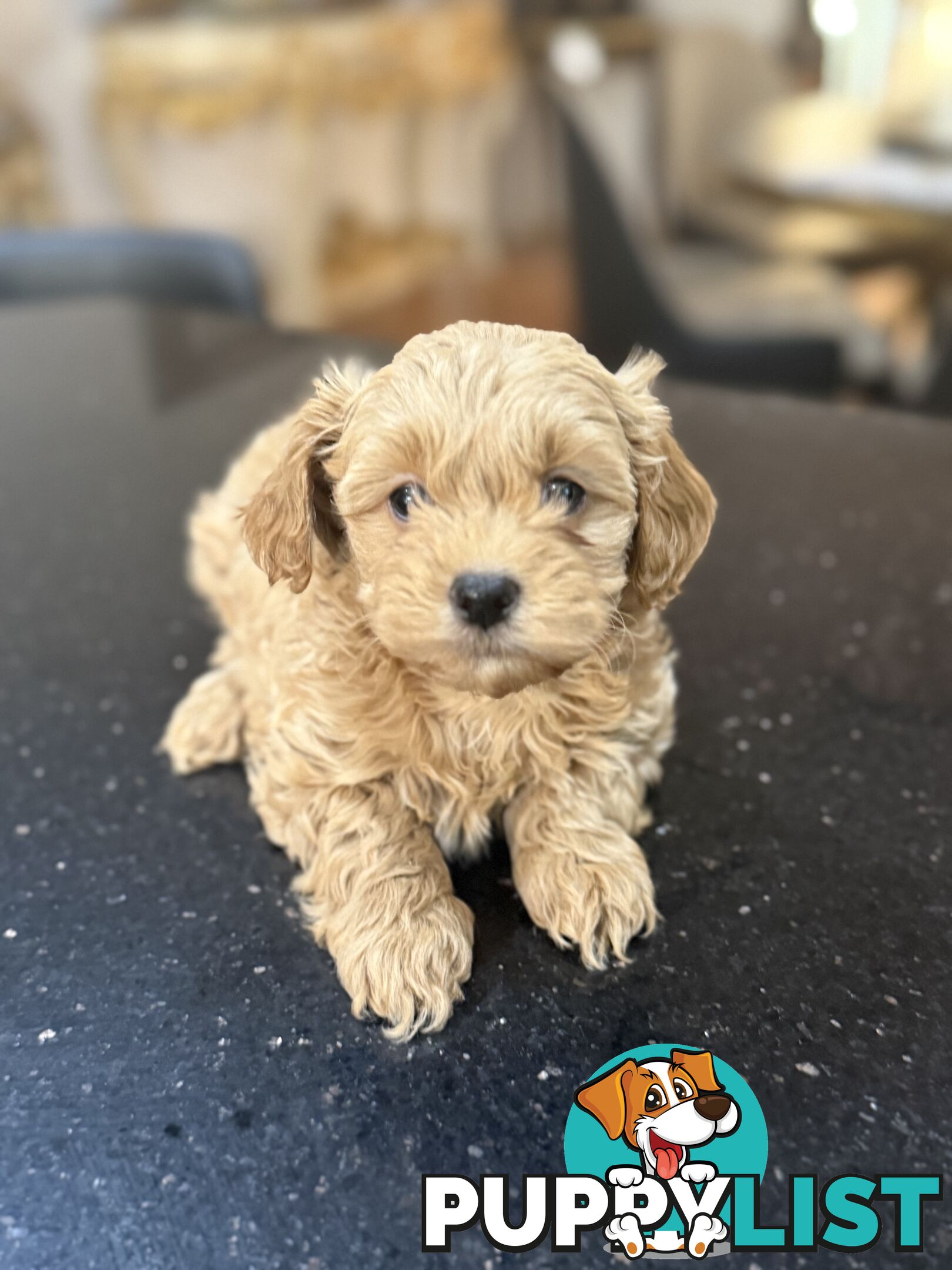 🚨🚨🚨🚨Poodle puppy 🚨🚨🚨🚨