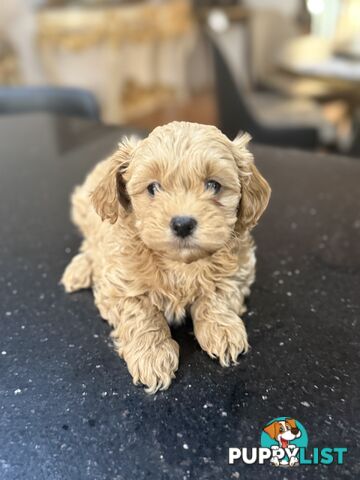 🚨🚨🚨🚨Poodle puppy 🚨🚨🚨🚨