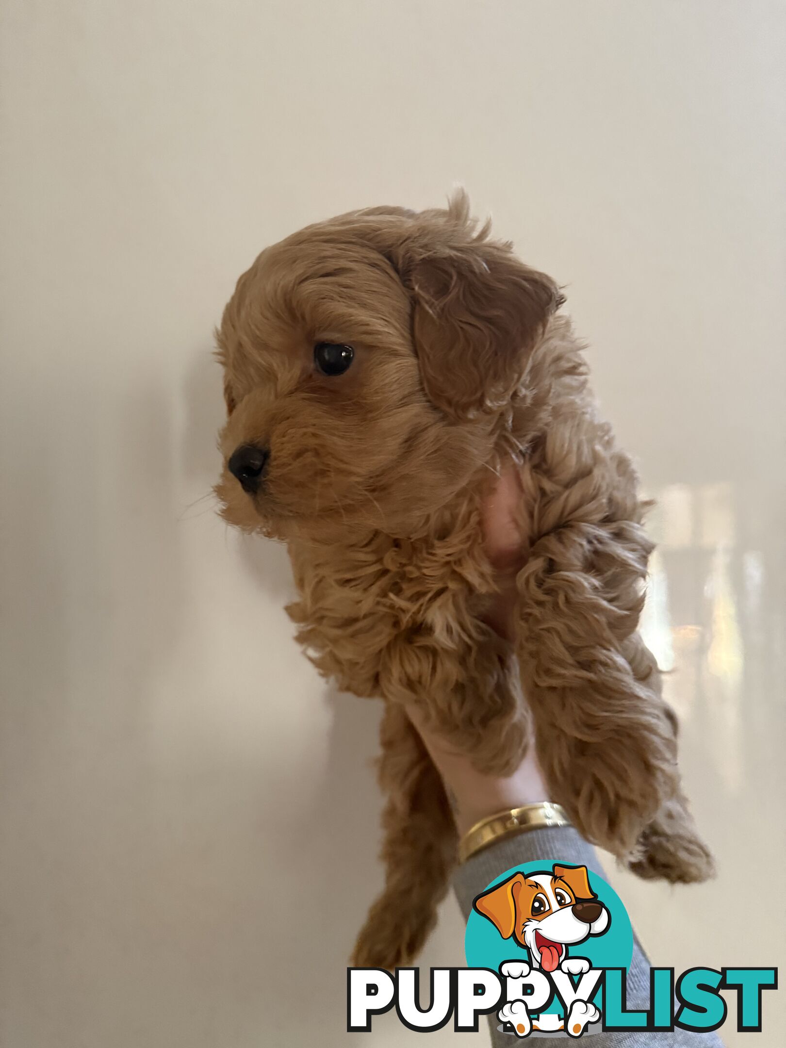 🚨🚨🚨🚨Poodle puppy 🚨🚨🚨🚨