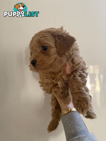 🚨🚨🚨🚨Poodle puppy 🚨🚨🚨🚨