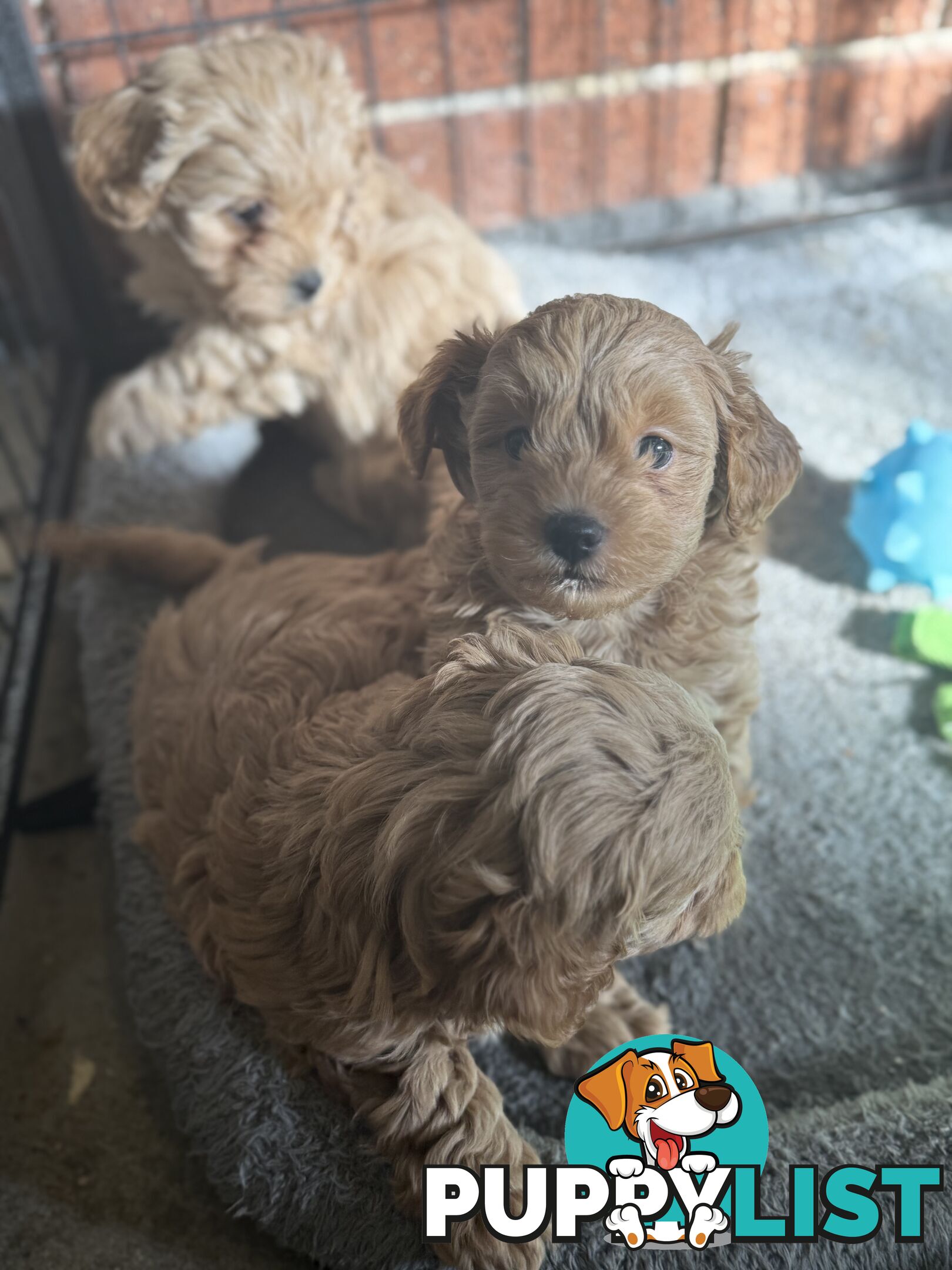 🚨🚨🚨🚨Poodle puppy 🚨🚨🚨🚨