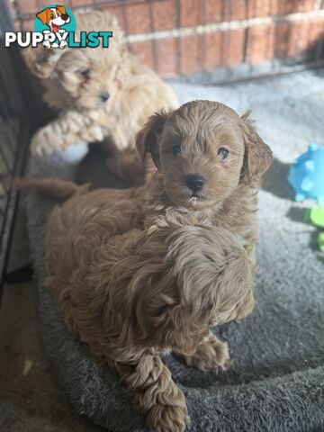 🚨🚨🚨🚨Poodle puppy 🚨🚨🚨🚨