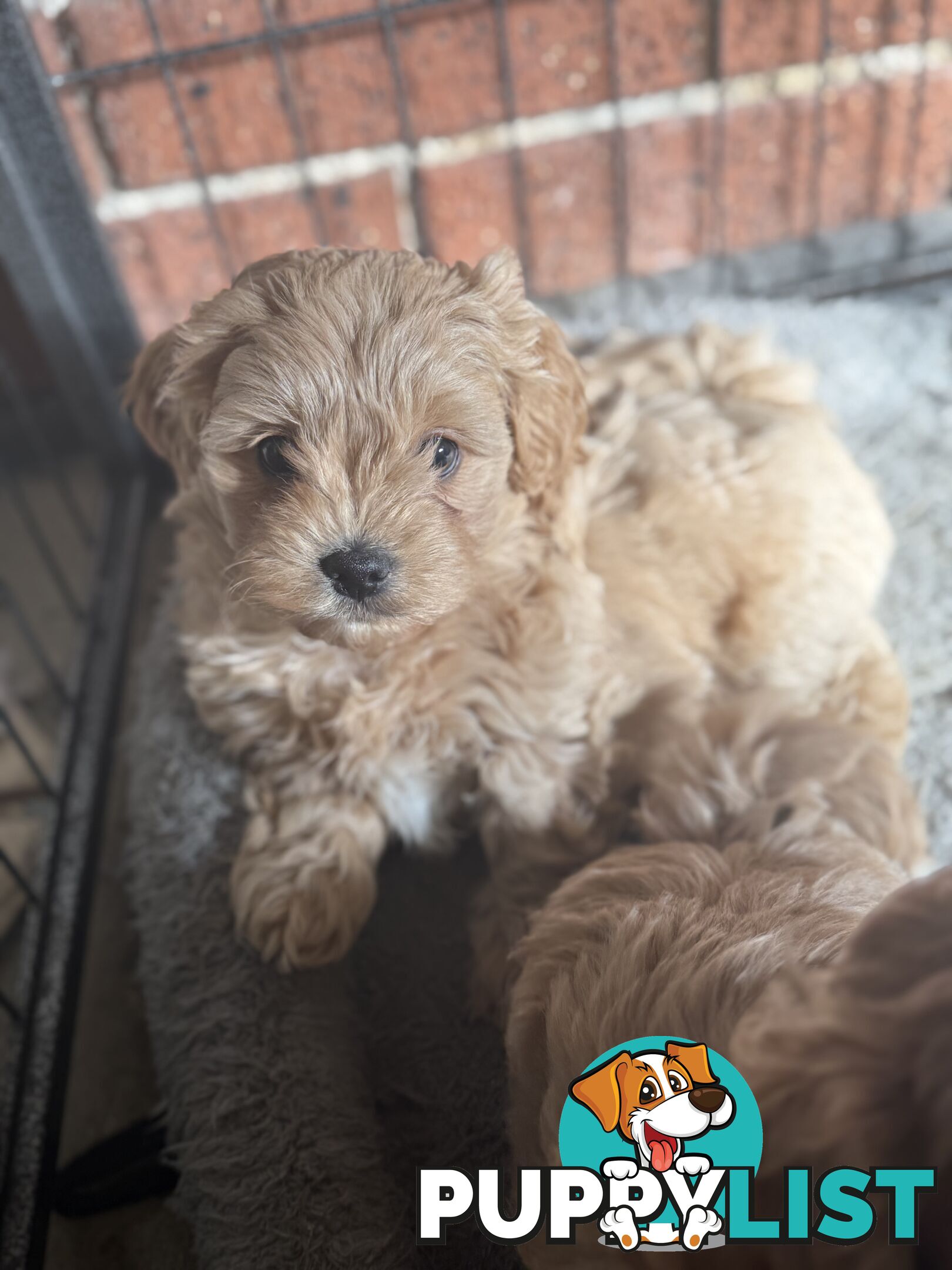🚨🚨🚨🚨Poodle puppy 🚨🚨🚨🚨