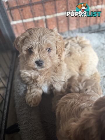 🚨🚨🚨🚨Poodle puppy 🚨🚨🚨🚨