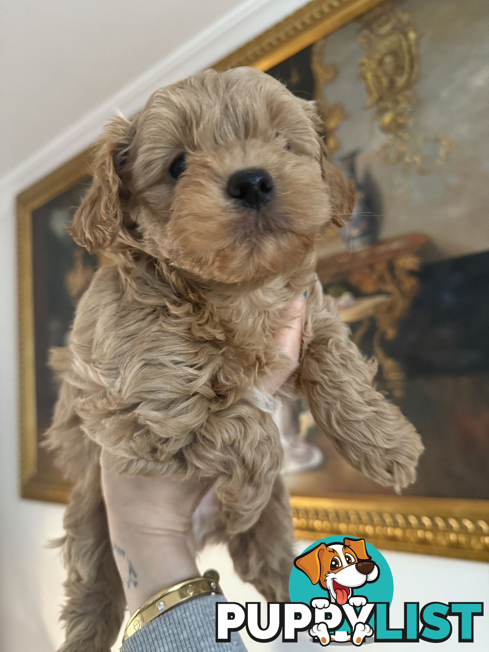 🚨🚨🚨🚨Poodle puppy 🚨🚨🚨🚨