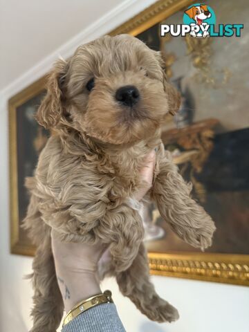 🚨🚨🚨🚨Poodle puppy 🚨🚨🚨🚨