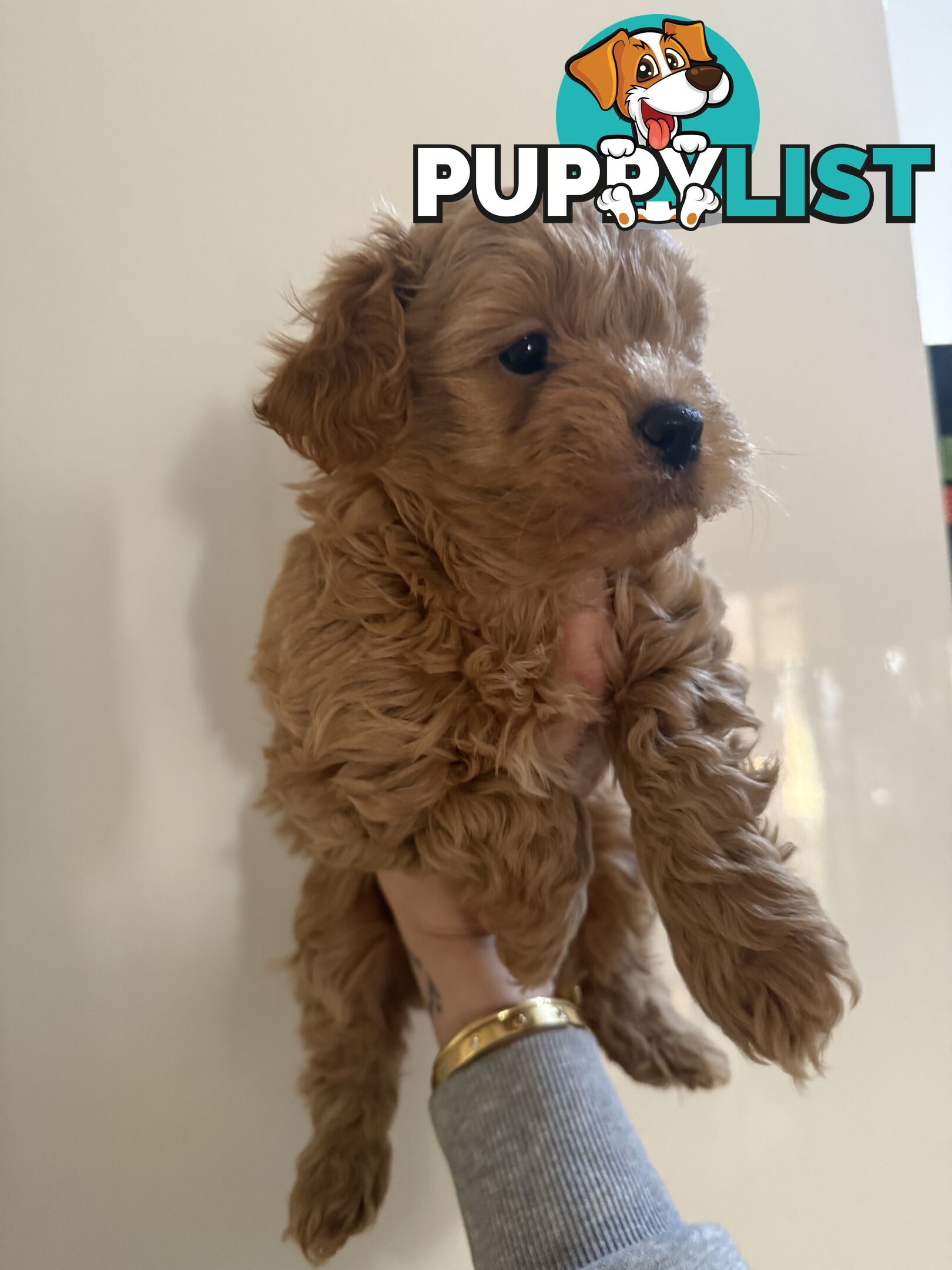 🚨🚨🚨🚨Poodle puppy 🚨🚨🚨🚨