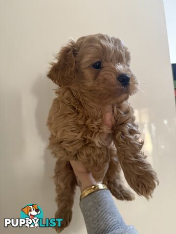 🚨🚨🚨🚨Poodle puppy 🚨🚨🚨🚨