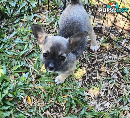 Pure Bred Chihuahuas