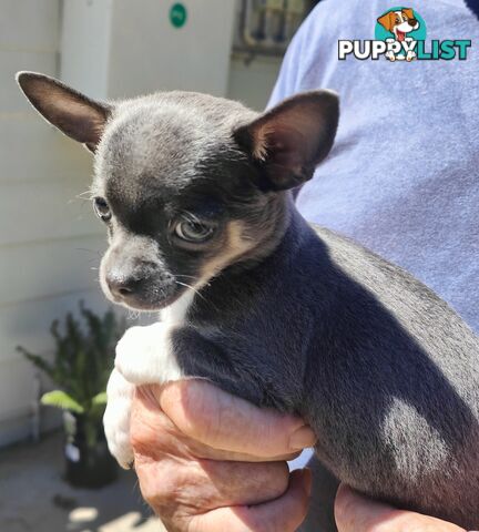 Pure Bred Chihuahuas