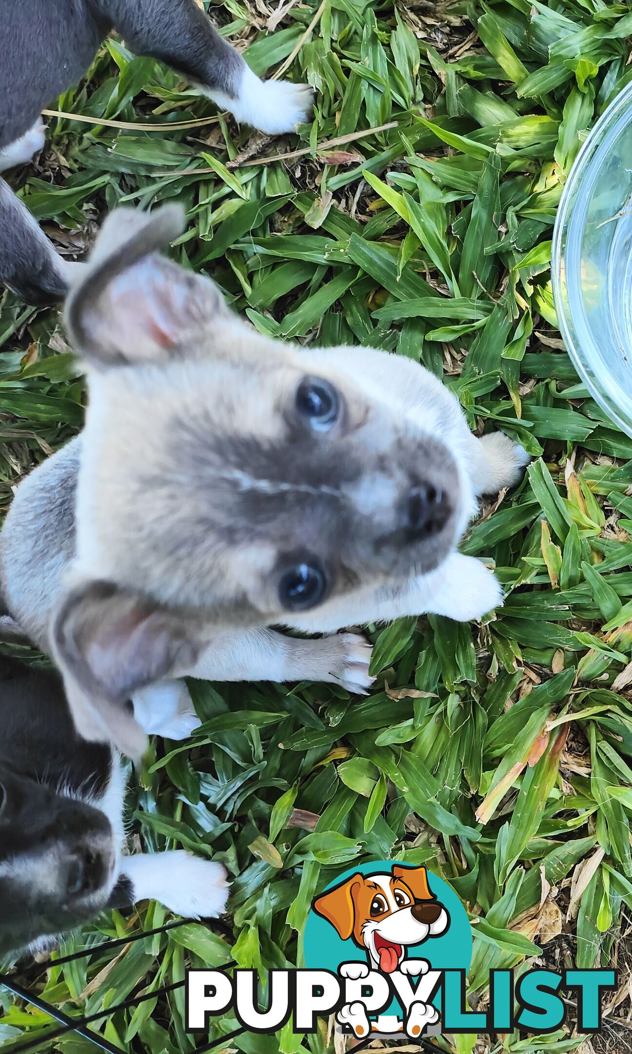 Pure Bred Chihuahuas