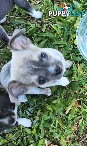 Pure Bred Chihuahuas