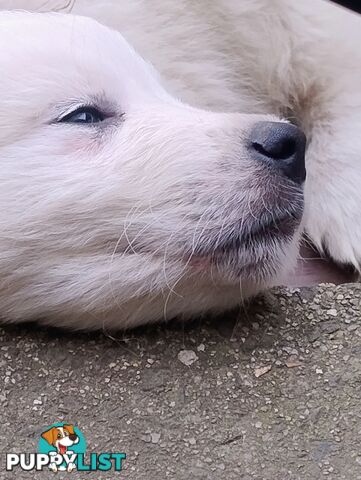 Pure Bred Mareema Puppies