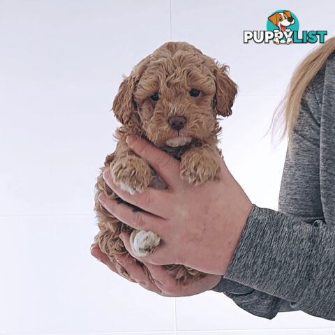 Toy Cavoodle Puppies 1 Boy 2 Girls