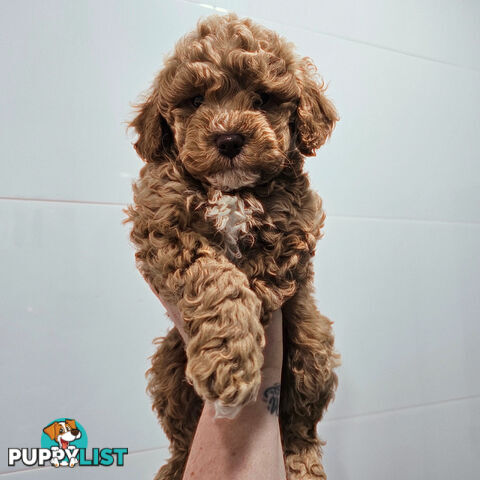 Toy Cavoodle Puppies 1 Boy 2 Girls