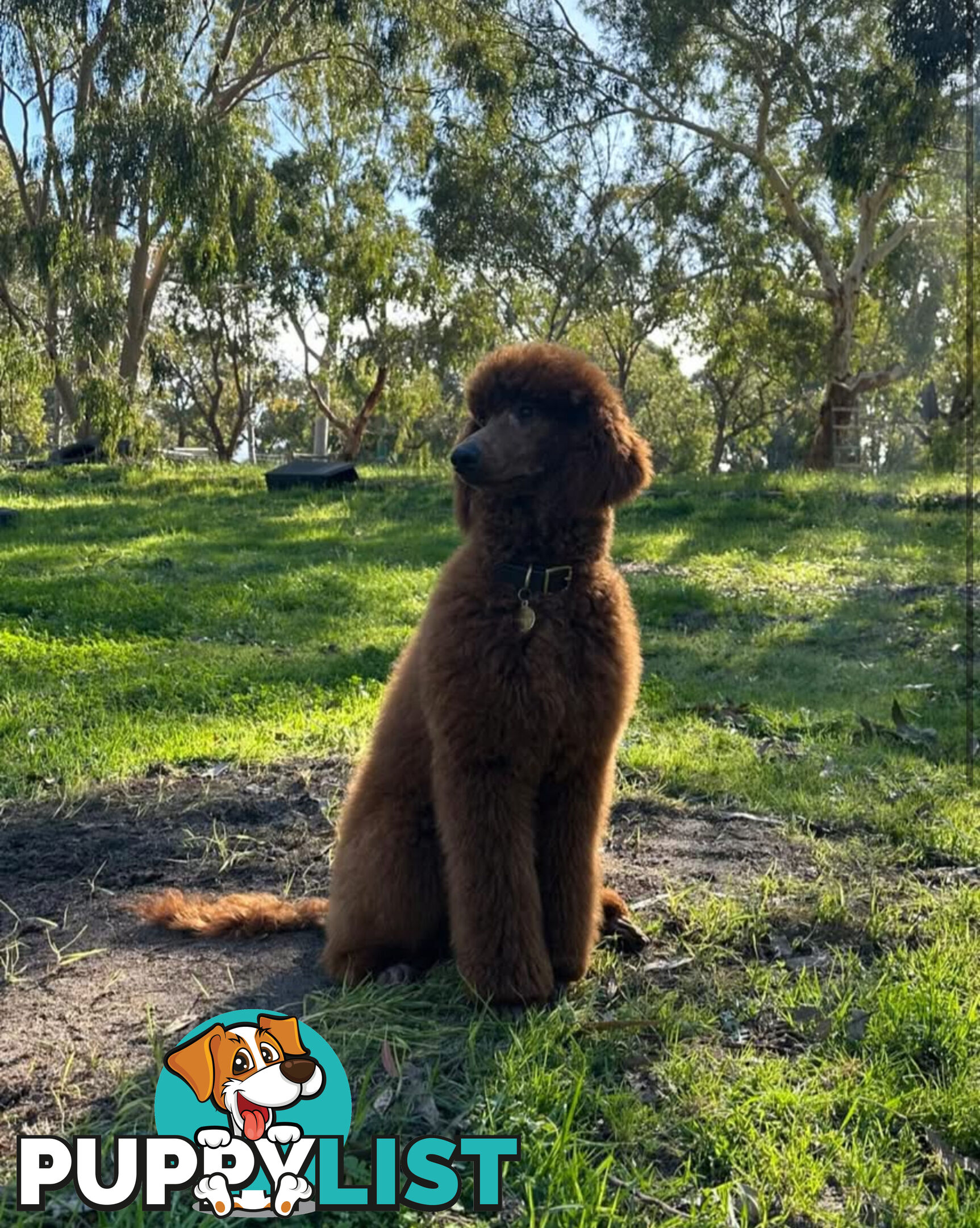 Purebred Standard Poodle Puppies