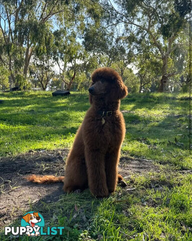 Purebred Standard Poodle Puppies