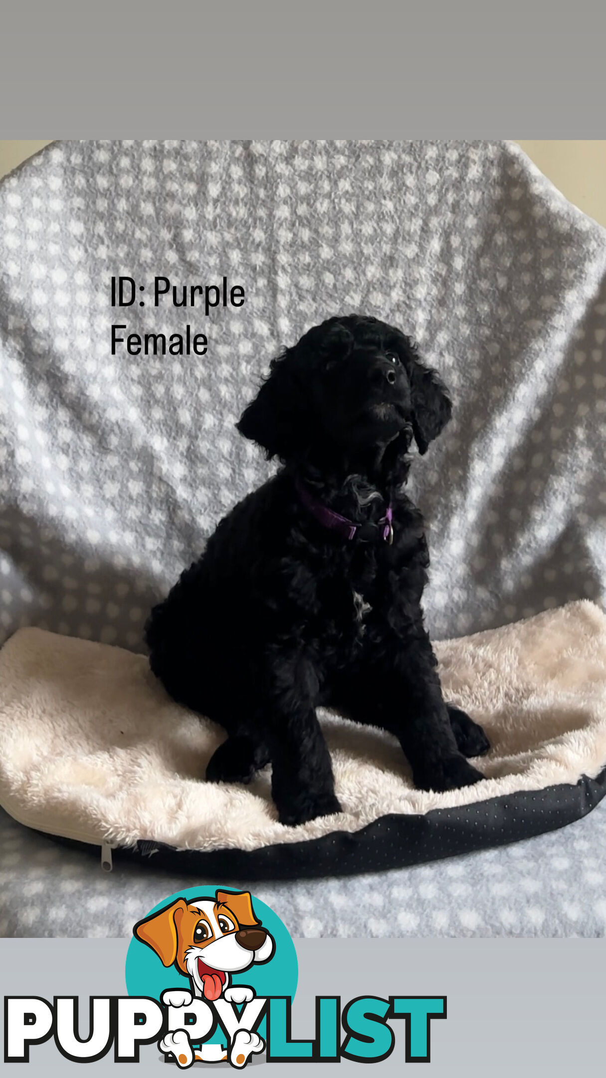 Purebred Standard Poodle Puppies