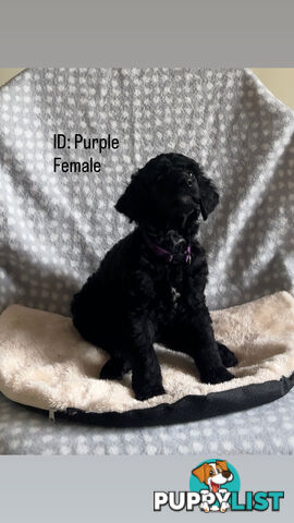 Purebred Standard Poodle Puppies