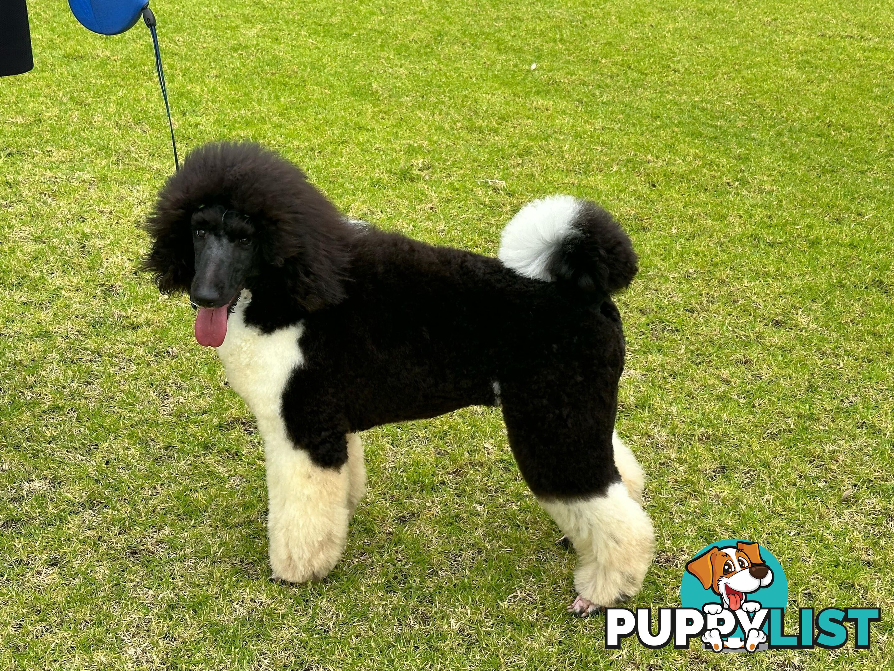 Purebred Standard Poodle Puppies