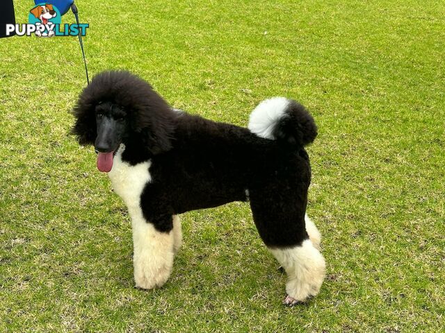 Purebred Standard Poodle Puppies