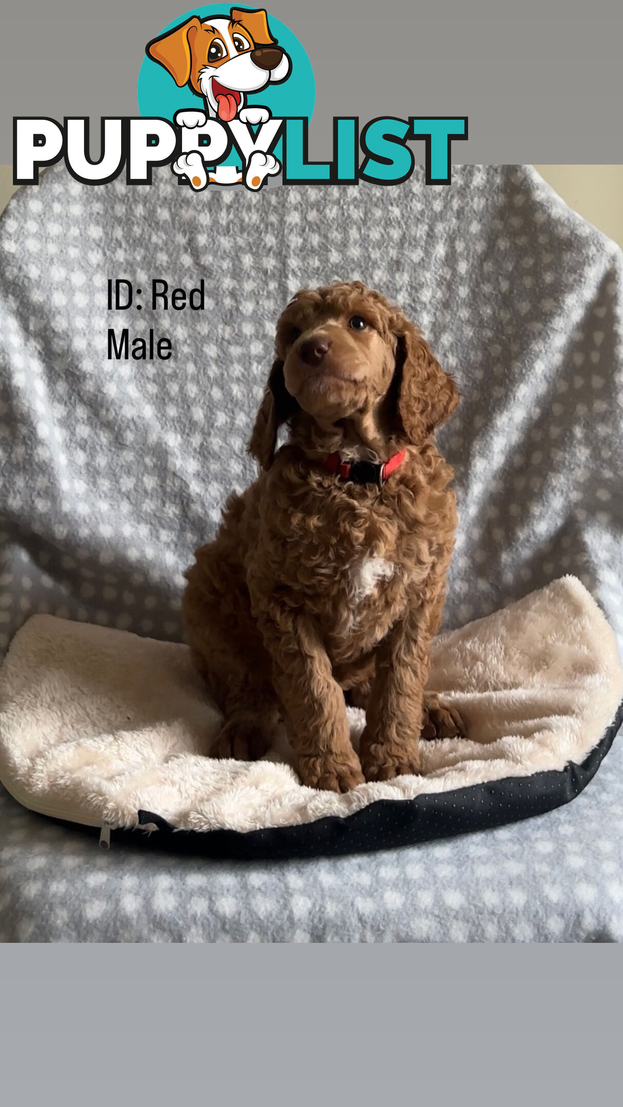 Purebred Standard Poodle Puppies