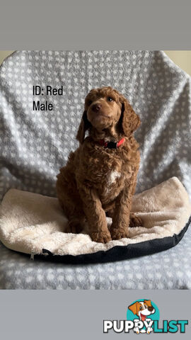 Purebred Standard Poodle Puppies
