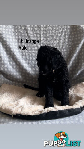 Purebred Standard Poodle Puppies