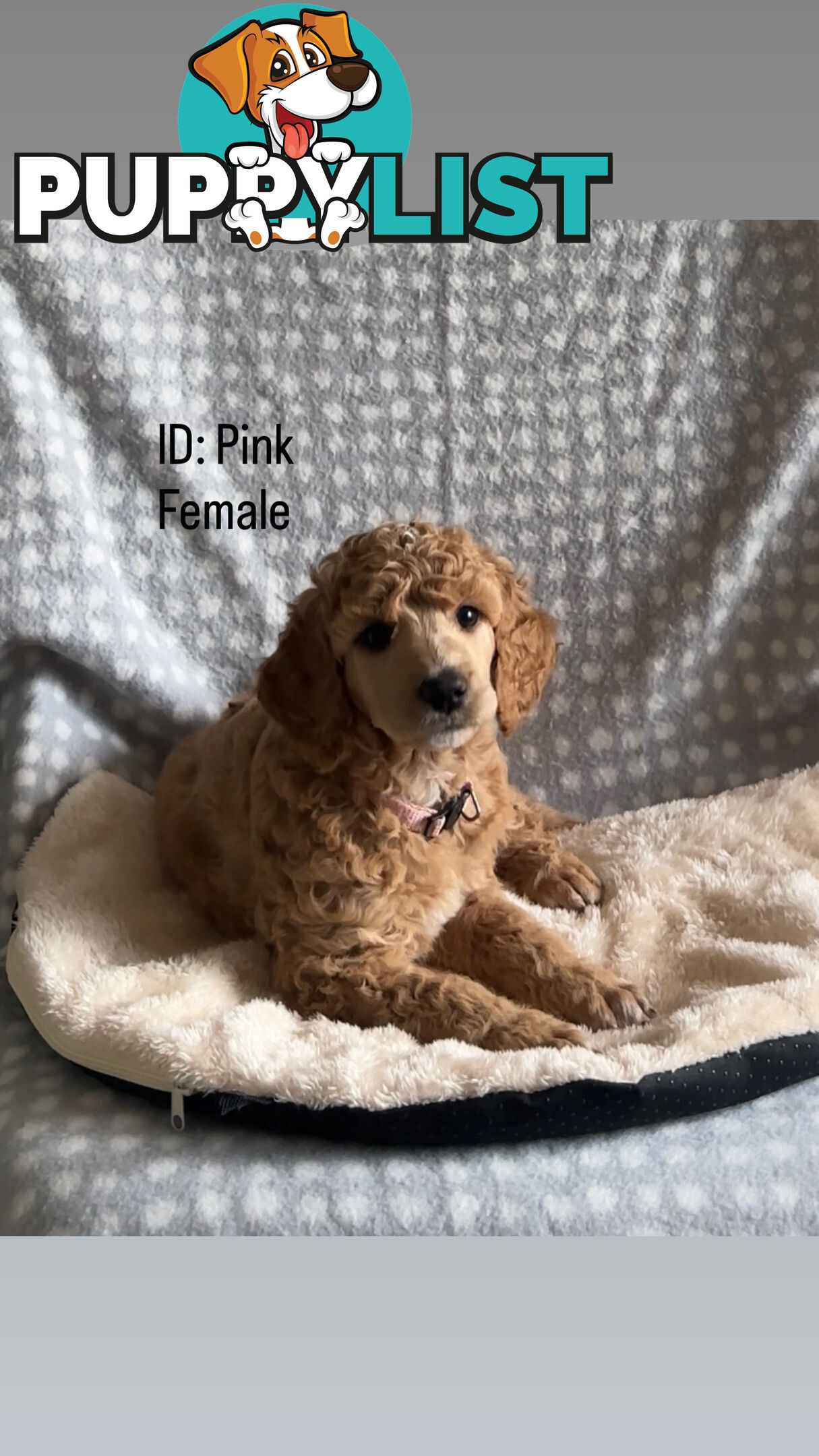 Purebred Standard Poodle Puppies